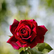 attractive whatsapp dp for girl